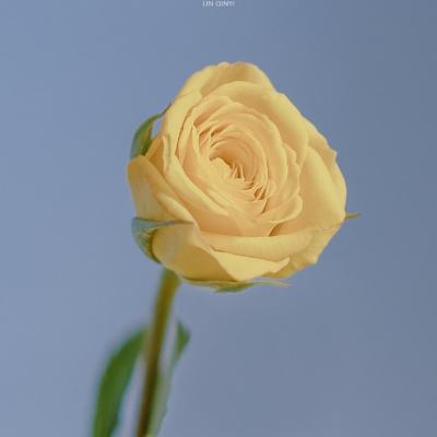 木槿花的守望【图片】